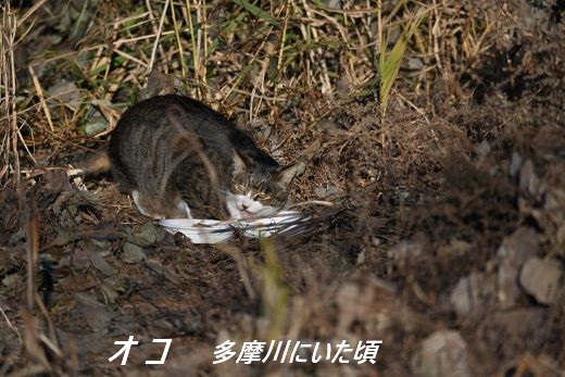 ファイル 2515-2.jpg