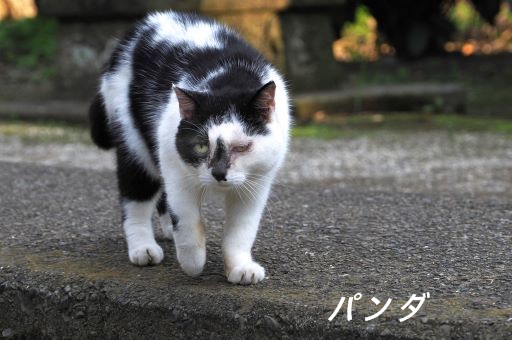 ファイル 2519-1.jpg