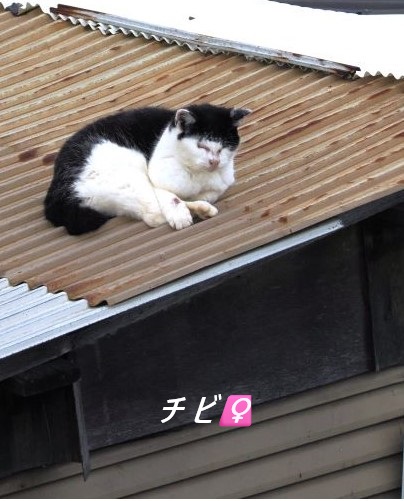 ファイル 2527-1.jpg