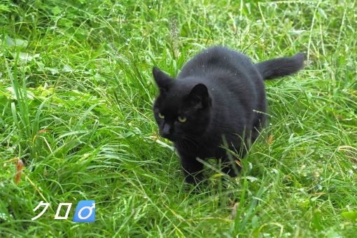 ファイル 2527-2.jpg