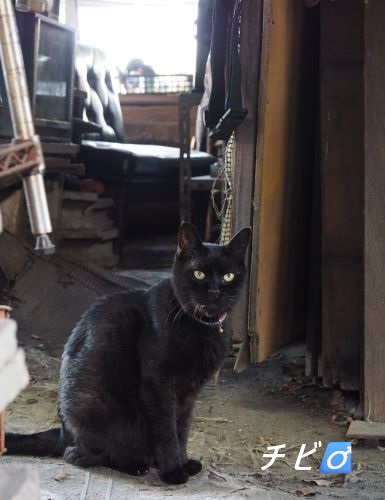 ファイル 2528-1.jpg