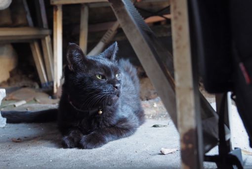 ファイル 2528-2.jpg