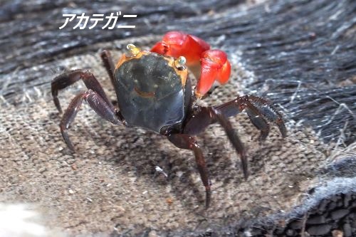 ファイル 2528-3.jpg