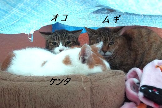 ファイル 2529-1.jpg