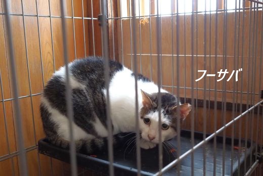 ファイル 2529-2.jpg