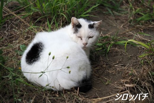 ファイル 2530-1.jpg