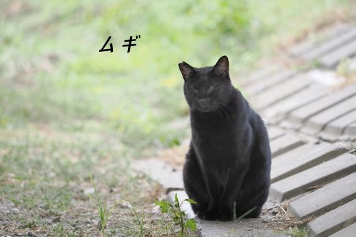 ファイル 2530-2.jpg