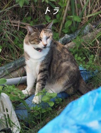 ファイル 2531-1.jpg