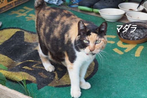 ファイル 2531-2.jpg