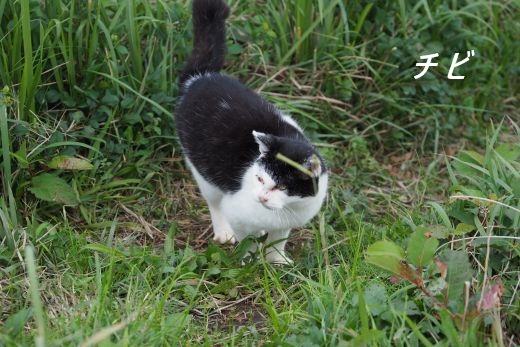 ファイル 2532-1.jpg