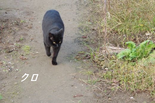 ファイル 2532-2.jpg