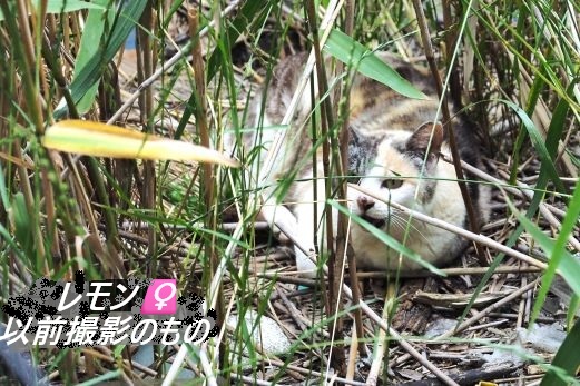 ファイル 2533-2.jpg