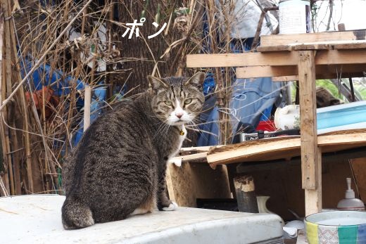 ファイル 2534-1.jpg