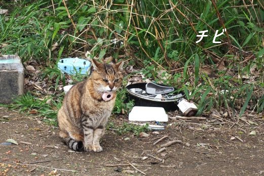 ファイル 2534-2.jpg