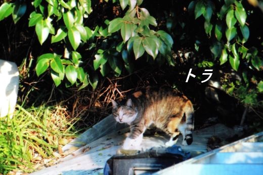 ファイル 2534-3.jpg