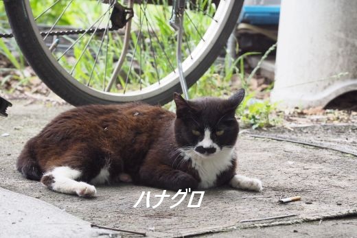 ファイル 2535-1.jpg