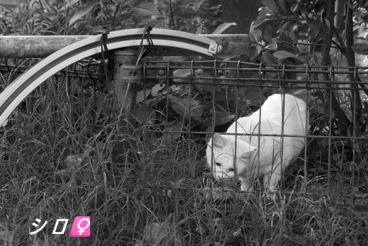 ファイル 2536-4.jpg