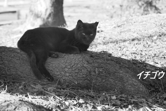 ファイル 2537-1.jpg