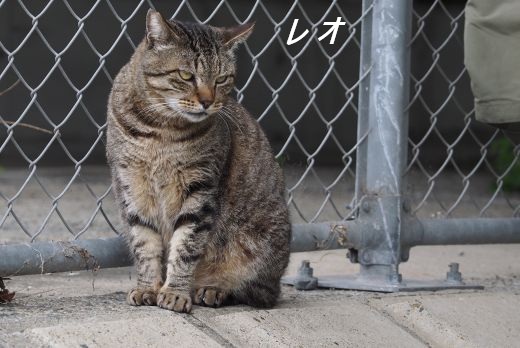 ファイル 2539-1.jpg