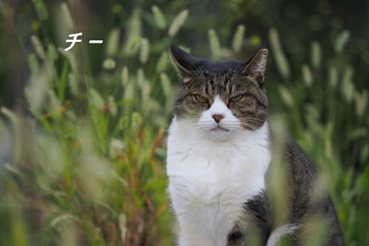 ファイル 2539-2.jpg