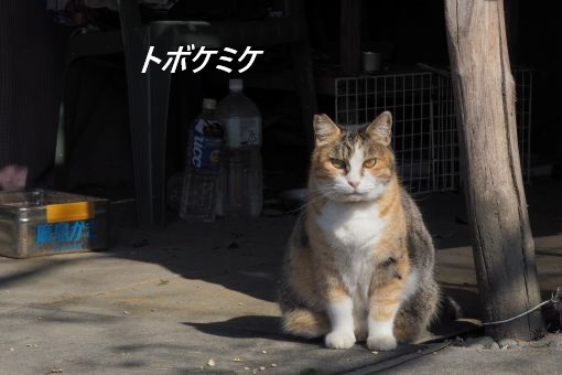 ファイル 2540-1.jpg