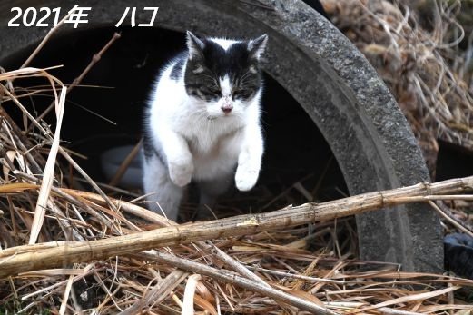 ファイル 2540-4.jpg