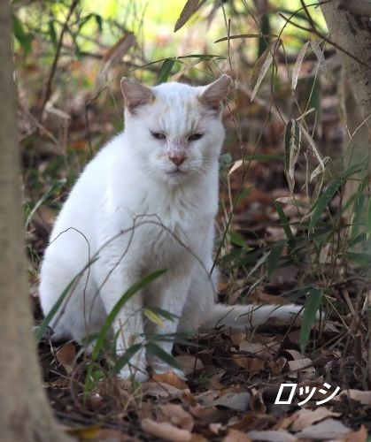 ファイル 2542-1.jpg