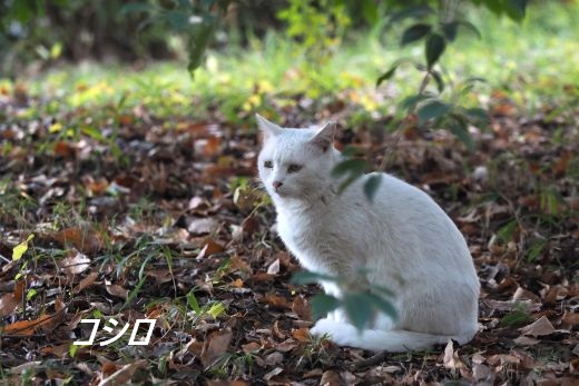 ファイル 2542-2.jpg