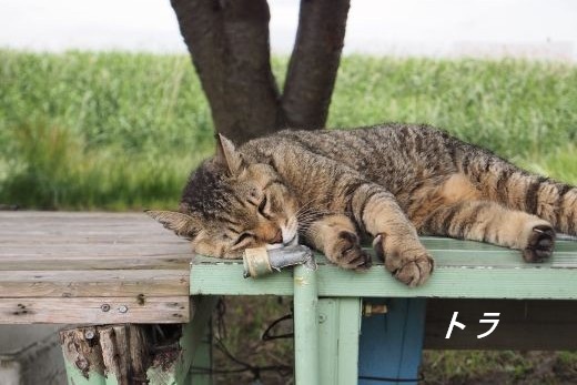 ファイル 2543-1.jpg