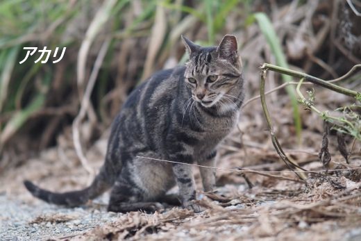 ファイル 2543-2.jpg