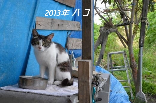 ファイル 2543-3.jpg