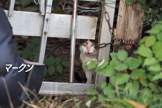 ファイル 2544-1.jpg