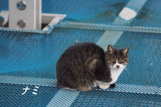 ファイル 2544-2.jpg