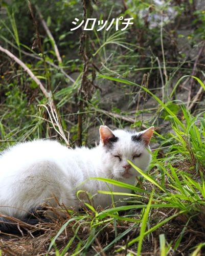 ファイル 2545-1.jpg