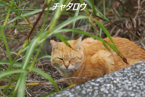 ファイル 2545-2.jpg