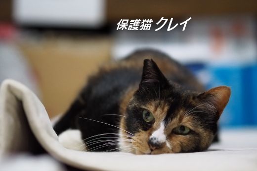 ファイル 2545-4.jpg