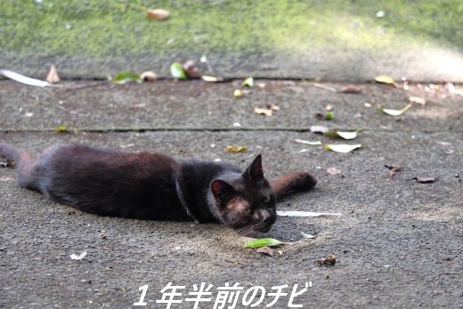 ファイル 2546-2.jpg