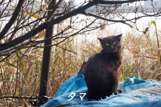 ファイル 2546-3.jpg