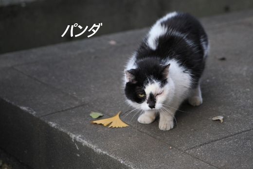 ファイル 2547-1.jpg