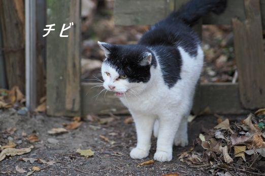 ファイル 2547-2.jpg