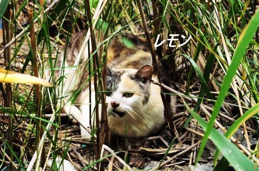 ファイル 2548-2.jpg