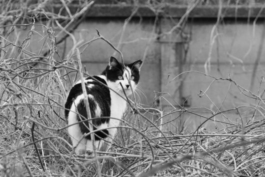 ファイル 2551-1.jpg