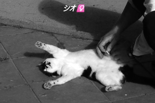 ファイル 2552-1.jpg