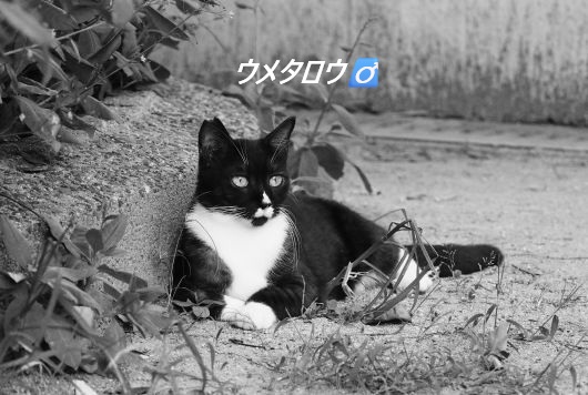 ファイル 2553-1.jpg