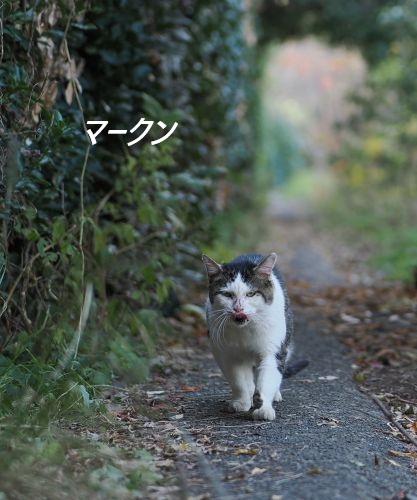 ファイル 2554-1.jpg