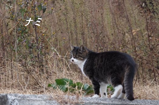 ファイル 2554-2.jpg