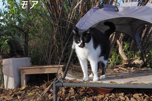 ファイル 2556-1.jpg