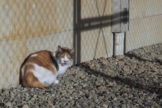 ファイル 2556-2.jpg