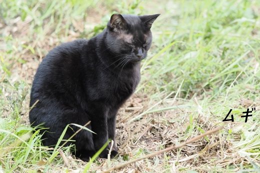 ファイル 2557-1.jpg