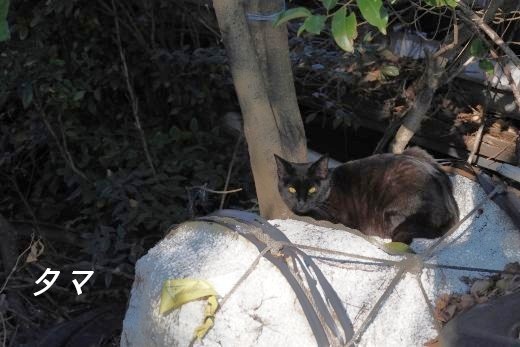 ファイル 2558-2.jpg